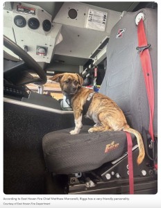 住民らの投票により、消防車の俗称「リッグス（Riggs）」と命名された子犬（画像は『Good Morning America　2023年9月1日付「Fire department adopts puppy who was rescued from locked, hot car」（Courtesy of East Haven Fire Department）』のスクリーンショット）