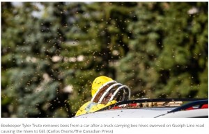 突然巣箱から解放されたミツバチは、巣箱が散乱したことで自分の巣が分からなくなっていた様子。帰るべき巣箱を探すために、ミツバチの大群が道路上を飛び交う状況となった（画像は『CBC.ca　2023年8月30日付「5 million bees fall off truck on Guelph Line in Burlington, Ont.」（Carlos Osorio/The Canadian Press）』のスクリーンショット）
