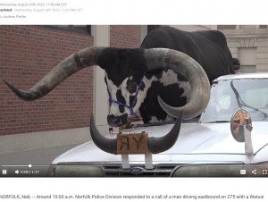 警察官は当初「小さな子牛だろう」などと思っていたが、あまりにも大きな雄牛が乗っているのを見て目を疑ったという（画像は『News Channel Nebraska　2023年8月30日付「Norfolk police pull over man with bull riding shotgun」』のスクリーンショット）