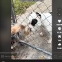 【海外発！Breaking News】フェンス越しの挨拶を3年、友達犬の死を悟った瞬間の犬に涙（米）＜動画あり＞