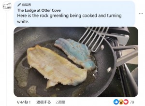 油を引いたフライパンで調理してみると、火が通ったところから身が白く変化しているのが分かる。完全に火が通ると、普通の白身魚のソテーと変わらない見た目となった（画像は『The Lodge at Otter Cove　2023年9月3日付Facebook「Here is the rock greenling being cooked and turning white.」』のスクリーンショット）