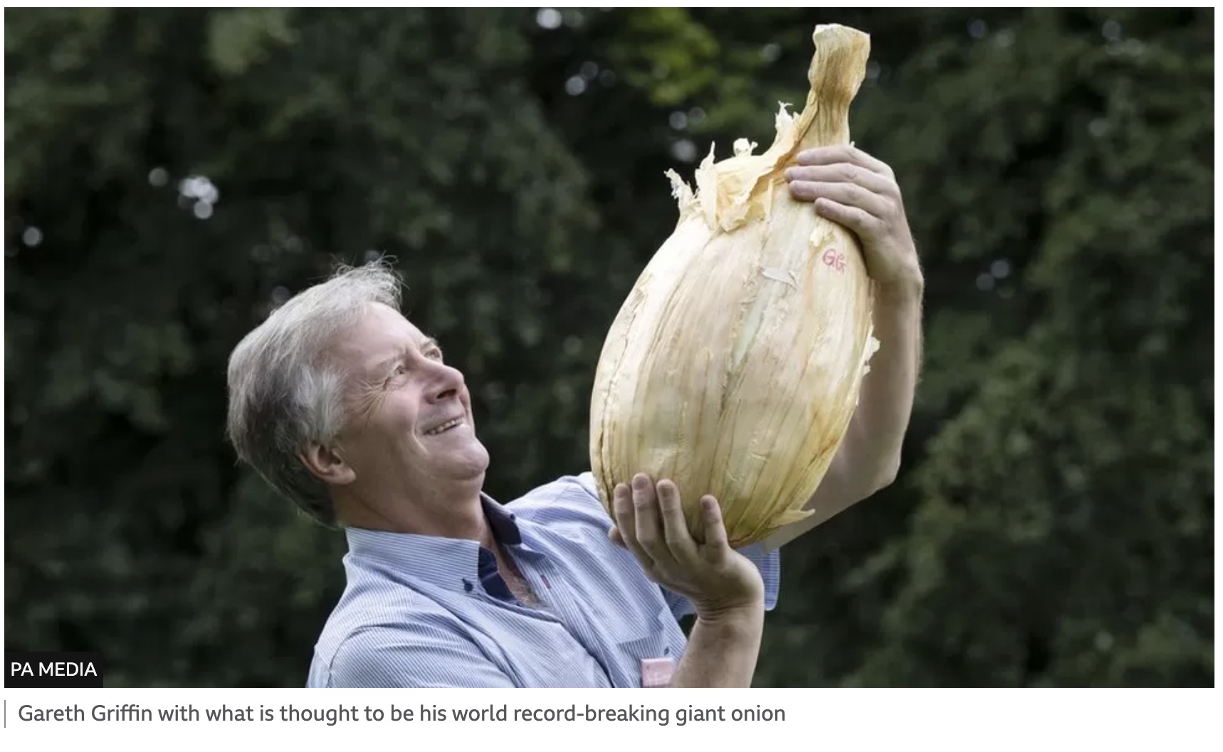 成人男性の頭の大きさよりもふた回り大きなタマネギが、ギネス記録を更新予定だ（画像は『BBC News　2023年9月17日付「Eye-watering sized onion 'sets new world record' at Harrogate show」（PA MEDIA）』のスクリーンショット）