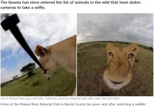 【海外発！Breaking News】まるで猫　GoProカメラを奪って自撮りを楽しむ野生のライオン（ケニア）＜動画あり＞