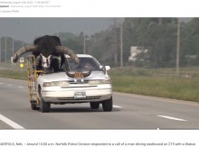 【海外発！Breaking News】「嘘だろ？」　助手席に巨大な雄牛を乗せて高速道路を走る車に驚愕（米）＜動画あり＞