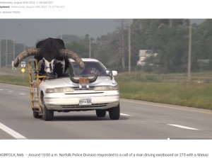【海外発！Breaking News】「嘘だろ？」　助手席に巨大な雄牛を乗せて高速道路を走る車に驚愕（米）＜動画あり＞