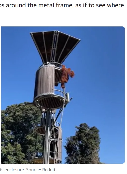 自身の縄張りであるツリーハウスに野生のポッサムを見つけたオランウータン。その後の行動に、来園者は叫び声をあげていた（画像は『Yahoo News Australia　2023年9月11日付「Orangutan at Aussie zoo caught on camera ‘launching’ possum」（Source: Reddit）』のスクリーンショット）