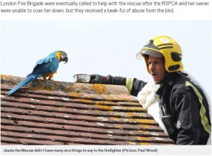 英エドモントンで2018年8月、屋根の上から降りることができなくなったコンゴウインコ。救出にきた消防隊員に「失せろ！」と言い放つ（画像は『Metro　2018年8月13日付「Parrot tells firefighter to ‘f**k off’ after getting stuck on roof.」（IMAGE：Paul Wood）』のスクリーンショット）