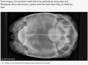獣医がレントゲン撮影を行ってみると、大きな丸い影が写った。これが膀胱結石で、人間にたとえるとバスケットボールサイズにもなる大きな結石だった（画像は『BBC　2023年9月29日付「Tortoise’s tennis ball-sized bladder stone removed」（VILIAM HOFERICA）』のスクリーンショット）
