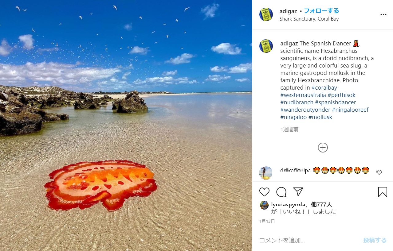 オーストラリアの西オーストラリア州の浅瀬で発見されたミカドウミウシ。2021年1月、SNSに投稿されると「まるで絵みたい」と話題になった（画像は『Adigaz　2021年1月13日付Instagram「The Spanish Dancer」』のスクリーンショット）