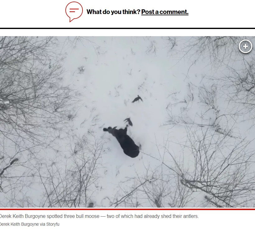 珍しい瞬間と言えば、カナダでは今年1月、ヘラジカが2つの角を同時に振り落とすところが撮影されていた（画像は『New York Post　2023年1月23日付「Moose loses antlers in ‘once-in-a-lifetime moment’ caught on video」（Derek Keith Burgoyne via Storyfu）』のスクリーンショット）
