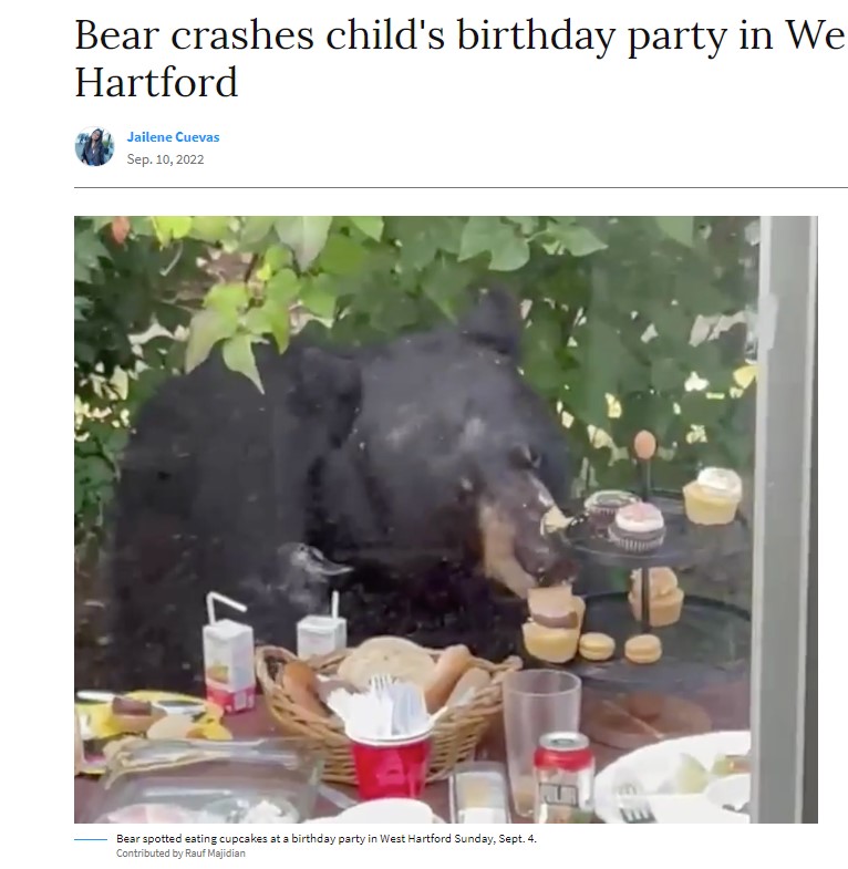 米コネチカット州で2022年9月、2歳男児の誕生日パーティに侵入したクマ。カップケーキを夢中になってほおばっていた（画像は『CT Insider　2022年9月10日付「Bear crashes child’s birthday party in West Hartford」（Contributed by Rauf Majidian）』のスクリーンショット）