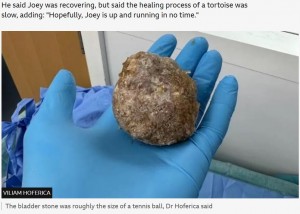 滅多に異変を見せないリクガメを苦しめていたのは、あまりにも大きな膀胱結石だった。手術の傷が完全に癒えるには、1年ほどかかるとみられている（画像は『BBC　2023年9月29日付「Tortoise’s tennis ball-sized bladder stone removed」（VILIAM HOFERICA）』のスクリーンショット）