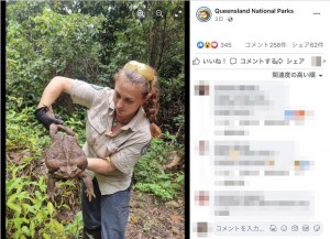 豪クイーンズランド州の国立公園で今年1月、重さ2.7キロの巨大ヒキガエルが見つかった。ギネス世界記録では世界最大のヒキガエルが体重2.65キロであり、それを上回っていた（画像は『Queensland National Parks　2023年1月19日付Facebook「Toad-ally off the scales!!!」』のスクリーンショット）