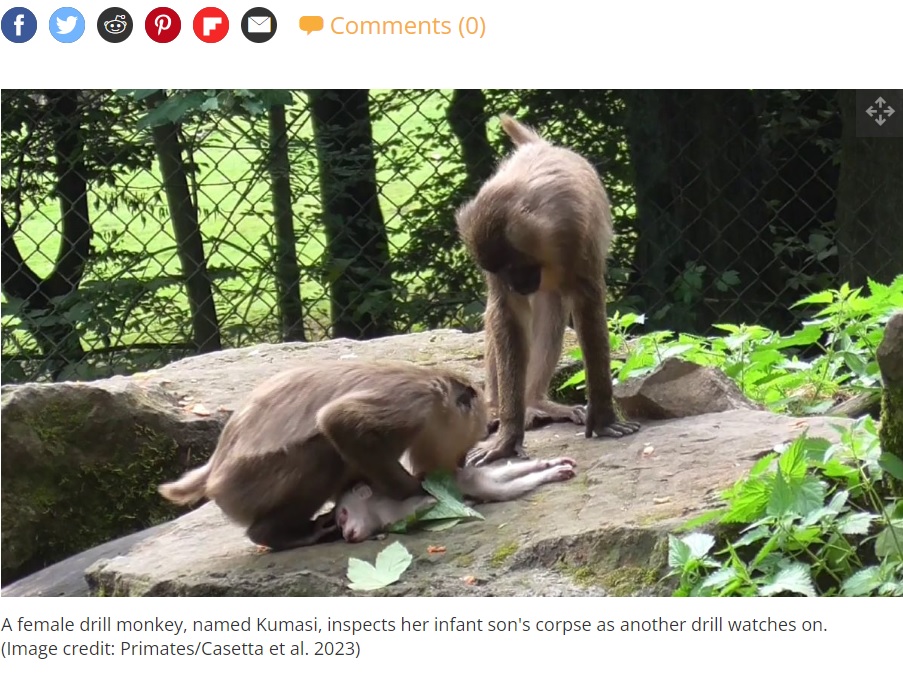 チェコ共和国の動物園で2020年8月に撮影されたドリル（オナガザル科のサル）の親子。母親は2日間、死んだ赤ちゃんの世話をしていた（画像は『Live Science　2023年7月3日付「Zoo monkey eats her baby’s corpse after carrying it around for days」（Image credit: Primates/Casetta et al. 2023）』のスクリーンショット）