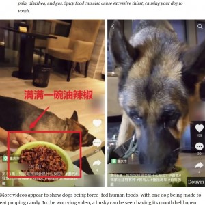 中国のSNSで2020年に問題になった「食べる放送」。犬に激辛料理やキャンディーなどを無理やり与えて、その様子をライブ配信する飼い主が急増していた（画像は『UNILAD　2020年9月18日付「Influencers Force-Feeding Dogs Online Under Fire After Mukbang Videos Banned In China」（Douyin）』のスクリーンショット）