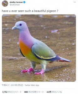シンガポールで撮影されたコアオバト。2012年からネット上で拡散されており、2021年には「ポケモンみたい」と話題になった（画像は『shelby lorman　2021年3月9日付X「have u ever seen such a beautiful pigeon ?」』のスクリーンショット）