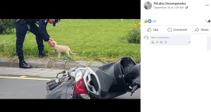 バイクを運転していたデボラさんは即死だったが、一緒にバイクに乗っていたメスの子犬の“ソックス（Socks）”は無事で、警察に保護された（画像は『Peludos Desamparados　2023年9月24日付Facebook「＃GUATEMALA」』のスクリーンショット）