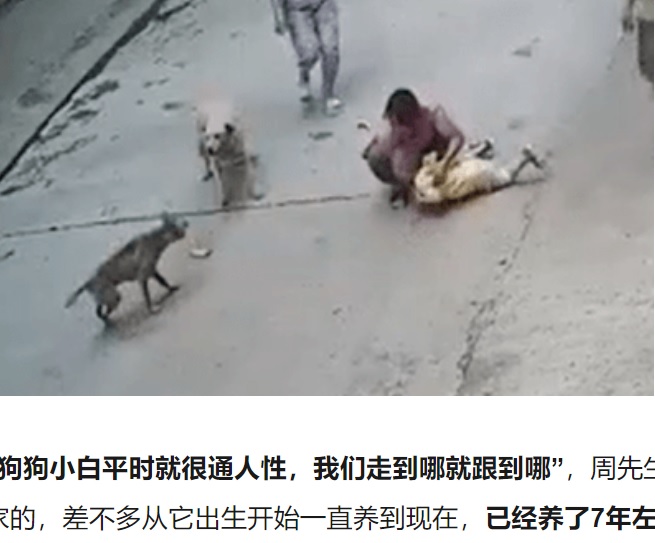 中国のある民家で2022年7月、自宅前で野良犬に襲われた3歳男児を飼い犬が救う。飼い犬は野良犬を威嚇し、見事追い払っていた（画像は『捜狐　2022年8月1日付「3岁小孩遭恶犬扑咬，家中狗狗飞奔“挺身而出”」』のスクリーンショット）