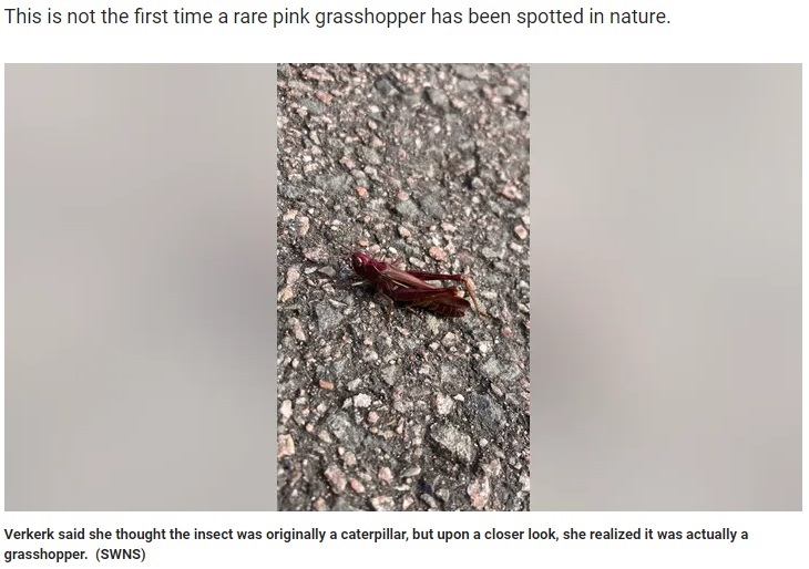 英ダービーシャー州アルバストンで、ある女性がコンクリートの上に変わった色をした虫を発見。当初はイモ虫だと思っていたそうだ（画像は『Fox News　2023年10月17日付「Woman spots stunning pink grasshopper while on her lunch break walk: ‘They’re so rare’」（SWNS）』のスクリーンショット）