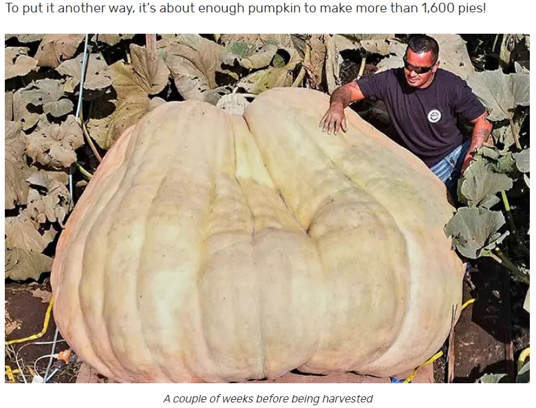 収穫される数週間前のカボチャ。その後カボチャはさらに巨大になっていったという（画像は『Guinness World Records　2023年10月12日付「Good gourd! American pumpkin as heavy as two cows squashes all past rivals」』のスクリーンショット）