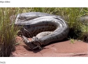 ブラジル中部ゴイアス州で今年2月に撮影されたオオアナコンダ。オオアナコンダの口の中に別のアナコンダの頭が見えていた（画像は『iBahia　2023年5月22日付「VÍDEO: ‘Anaconda’ gigante regurgita sucuri no interior de Goiás」』のスクリーンショット）