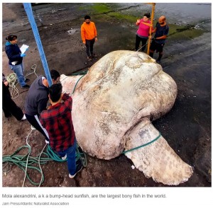 ポルトガルのアゾレス諸島で2021年に発見された約3トンの超巨大マンボウ。ギネス記録を400キロ以上も上回っていた（画像は『New York Post　2022年10月17日付「Holy Mola: 3-ton ‘Hummer-sized’ sunfish sets record for biggest fish ever」（Jam Press/Atlantic Naturalist Association）』のスクリーンショット）