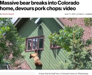 米コロラド州で今年6月、留守宅に侵入したが2階窓から脱出できずにいたクマ（画像は『New York Post　2023年6月17日付「Massive bear breaks into Colorado home, devours pork chops: video」』のスクリーンショット）