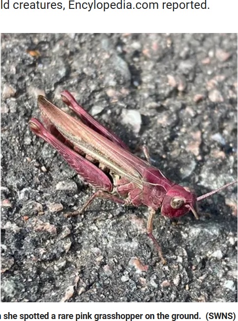 赤色の色素が過剰産生される“エリスリズム（erythrism）”の珍しいバッタ。頭から脚まで、全身が濃いピンク色に包まれている（画像は『Fox News　2023年10月17日付「Woman spots stunning pink grasshopper while on her lunch break walk: ‘They’re so rare’」（SWNS）』のスクリーンショット）