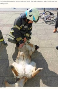 救急隊はヒガンテが飛び入りで参加した犬にもかかわらず、無視することなく優しく心肺蘇生法を施していた（画像は『The Dodo　2023年10月7日付「Dog Sees Actor Playing Dead And Decides To Join In, Too」（JARAMILLO PAME）』のスクリーンショット）