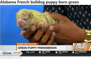 米ルイジアナ州で2022年9月、緑色のフレンチブルドッグが誕生（画像は『WBRC　2022年9月27日付「Alabama French bulldog puppy born green」』のスクリーンショット）