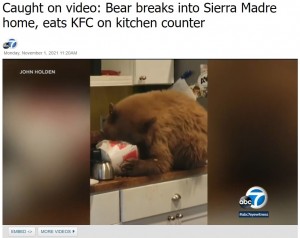 米カリフォルニア州で2021年、民家に侵入しケンタッキーフライドチキンのパッケージに顔を突っ込んでチキンを貪るクマ（画像は『ABC7　2021年11月1日付「Caught on video: Bear breaks into Sierra Madre home, eats KFC on kitchen counter」（JOHN HOLDEN）』のスクリーンショット）