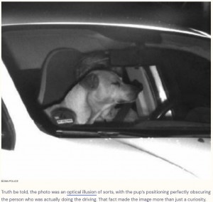2023年4月にドイツで話題になったオービスの写真。シャッターの瞬間に運転手の顔を隠した犬のおかげで運転手は罰金を逃れた（画像は『The Dodo　2023年4月30日付「Traffic Cam Catches Speeding Car With Someone Unexpected Behind The Wheel」（BONN POLICE）』のスクリーンショット）