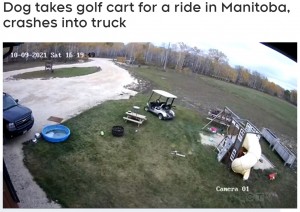 2021年にはカナダで電源を切り忘れたゴルフカートを犬が運転してしまい、家主の愛車に衝突した（画像は『CTV News Winnipeg　2021年11月2日付「Dog takes golf cart for a ride in Manitoba, crashes into truck」』のスクリーンショット）