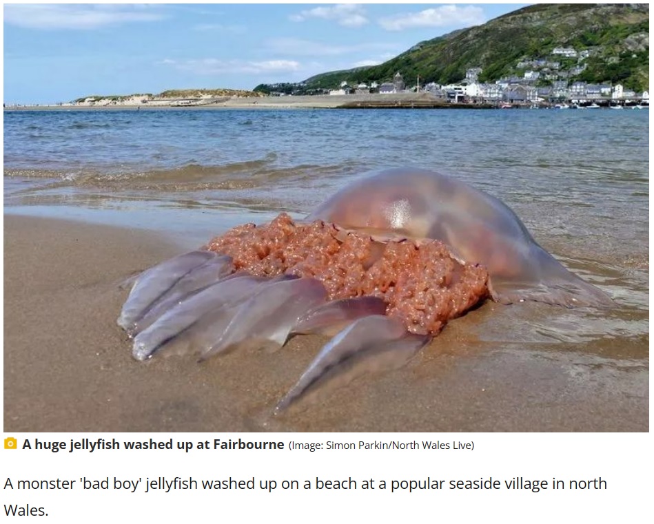 英ウェールズの浜辺では今年の夏、体長1メートルを超える巨大なクラゲが打ち上がっていた（画像は『Manchester Evening News　2023年6月3日付「Monster ‘bad boy’ jellyfish washes up on beach at popular seaside village」（Image: Simon Parkin/North Wales Live）』のスクリーンショット）