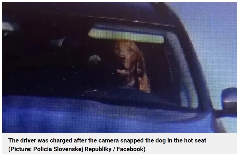 犬に遮られて、写真からはドライバーの姿を確認することはできなかったが、警察の捜査により車の所有者が明らかとなった。ドライバーは言い訳をしていたが、最終的に罰金が科された（画像は『Metro　2023年9月30日付「Driver fined after speed camera snaps dog behind wheel of car」（Picture: Policia Slovenskej Republiky / Facebook）』のスクリーンショット）