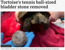 【海外発！Breaking News】82歳のリクガメから膀胱結石を摘出　テニスボールサイズの大きさに驚愕（英）