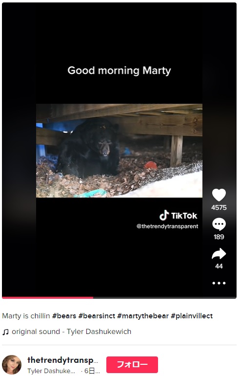 米コネチカット州で今年1月、民家のデッキ下で冬眠していたクマ（画像は『Tyler Dashukewich　2023年1月12日付TikTok「Marty is chillin」』のスクリーンショット）