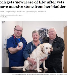 英ウェストヨークシャーで2022年、ラブラドール・レトリバーから摘出された220グラムの巨大結石（画像は『Talker　2022年11月23日付「Pooch gets ‘new lease of life’ after vets remove massive stone from her bladder」（Chantry Vets/ VetPartners via SWNS）』のスクリーンショット）