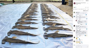 米アラバマ州のビーチで今年4月、4メートル超の巨大サメが打ち上げられる。そのお腹からは40匹の子ザメが見つかっていた（画像は『Mississippi State University Marine Fisheries Ecology　2023年4月24日付Facebook「What happened?」』のスクリーンショット）