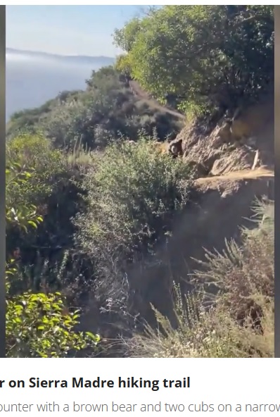 女性がクマから逃げながら来た道を戻っていくと、次第にクマとの距離は開いた。他のハイキング客が現れ、協力してクマを追い払うことができた（画像は『FOX 11 Los Angeles　2023年11月17日付「Terrifying bear encounter on SoCal hiking trail caught on camera」』のスクリーンショット）