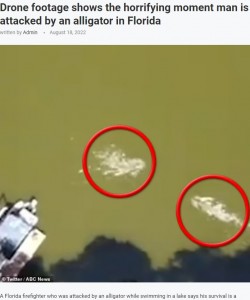米フロリダ州の湖で2022年8月、遊泳中の男性を襲うワニ。男性はワニに頭を噛まれるも、その口をこじ開けて生還していた（画像は『UK Times　2022年8月18日付「Drone footage shows the horrifying moment man is attacked by an alligator in　Florida」（Twitter/ABC News）』のスクリーンショット）