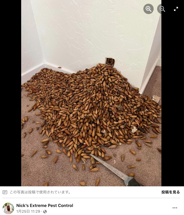 米カリフォルニア州の害虫駆除業者が今年1月、ある家の修繕作業を行ったところ、キツツキの“置き土産”が山のように溢れ出たという（画像は『Nick’s Extreme Pest Control　2023年1月25日付Facebook「Came across this on a job.」』のスクリーンショット）