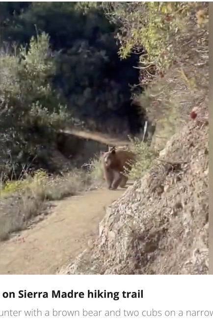 トレイルランニングを行っていた女性が急なカーブを曲がると、子グマを連れた母グマと遭遇してしまった。母グマは女性に近づいてきた（画像は『FOX 11 Los Angeles　2023年11月17日付「Terrifying bear encounter on SoCal hiking trail caught on camera」』のスクリーンショット）