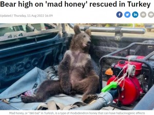 トルコ共和国農業森林省が2022年8月、SNSに投稿した子グマの様子。幻覚作用があるハチミツを食べて放心状態になっていた（画像は『RTÉ news　2022年8月11日付「Bear high on ‘mad honey’ rescued in Turkey」』のスクリーンショット）