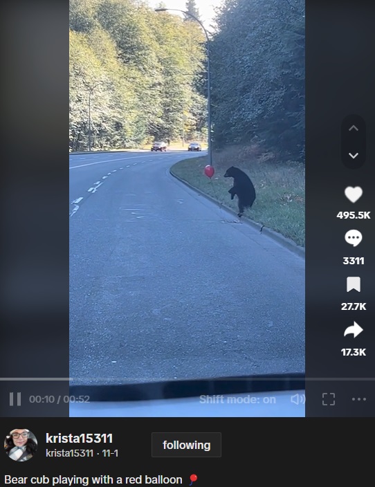 道路でヘリウムガスが入ったフワフワ浮くタイプの赤い風船を見つけた子グマ。興味津々の様子で遊び始める（画像は『krista15311　2023年11月1日付TikTok「Bear cub playing with a red balloon」』のスクリーンショット）