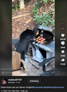 今年9月、米テネシー州のある森に隣接する裏庭に現れたクマ。BBQグリルの蓋を開け、ハンバーグ10枚を完食していた（画像は『Mel Mel　2023年9月24日付TikTok「Damn bears ate our dinner tonight」』のスクリーンショット）