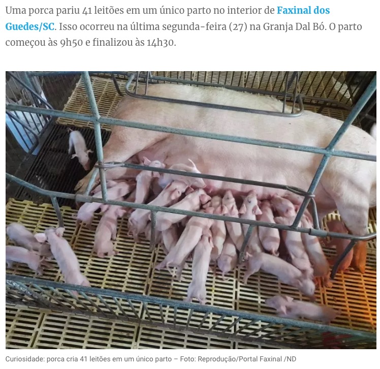 ブラジルの農場で今年3月、一度に41匹もの子豚を産んだ母豚が「スーパーピッグ」と称賛されていた（画像は『ND Mais　2023年3月29日付「‘Superporca’ dá à luz 41 leitões em granja no interior de Faxinal dos Guedes」（Foto: Reprodução/Portal Faxinal /ND）』のスクリーンショット）