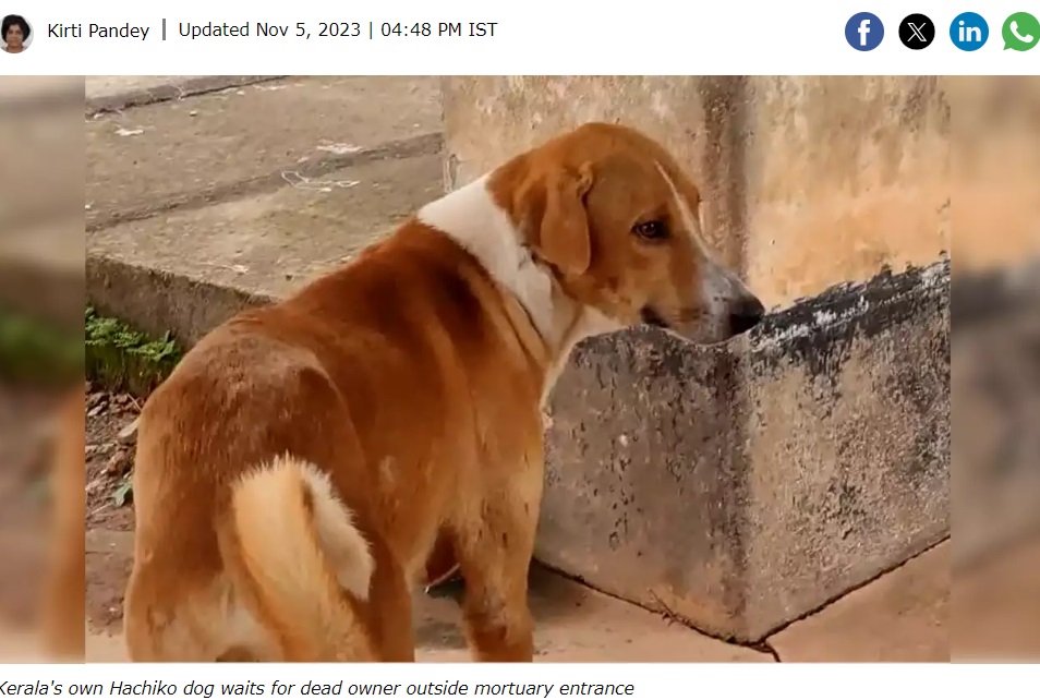 インド南部ケララ州の「カンヌール地区病院」の遺体安置所前で約4か月を過ごしてきた犬。飼い主が亡くなったのを知らず、帰りを待っているという（画像は『Times Now　2023年11月5日付「India’s Hachiko Moment: Dog Waiting Outside Kozhikode Mortuary Since 4 Months」』のスクリーンショット）