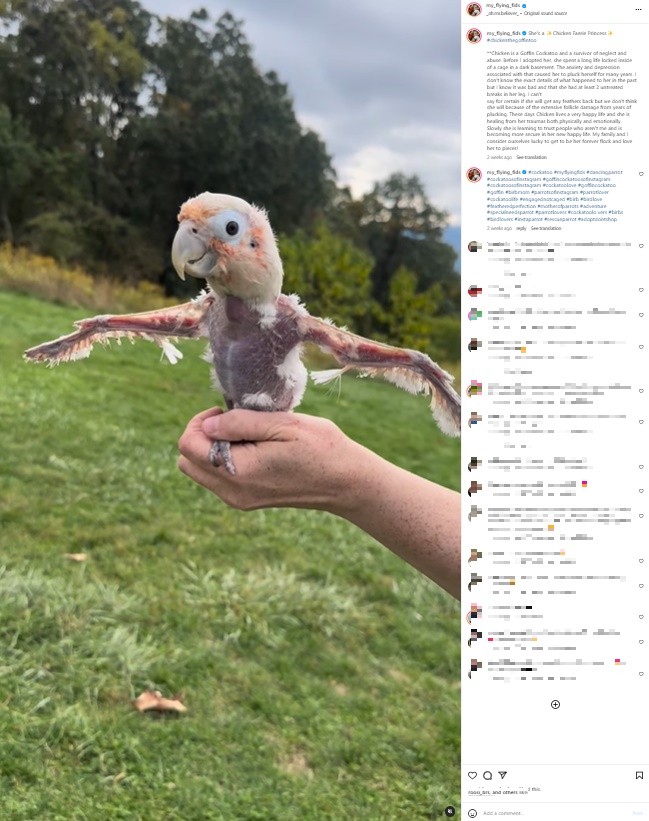 チキンを手のひらの上に載せて散歩をするミシェールさん。チキンは羽を広げ、行きたい方向に体を傾け、まるで空を飛んでいるかのように振る舞うという（画像は『Michele Riemersma　2023年10月29日付Instagram「She's a Chicken Faerie Princess」』のスクリーンショット）
