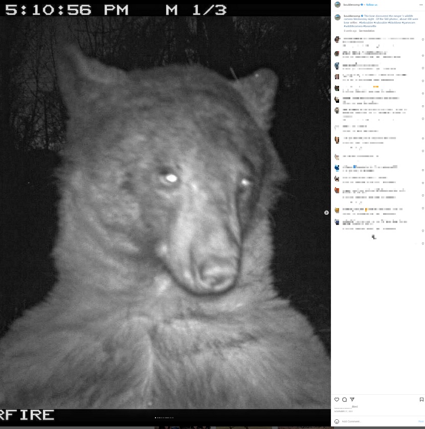 2022年、米コロラド州に生息するクマがトレイルカメラを偶然発見し、400枚もの自撮り写真を撮っていたことが明らかになった（画像は『Open Space and Mountain Parks　2022年11月27日付Instagram「This bear discovered the ranger’s wildlife camera Wednesday night.」』のスクリーンショット）